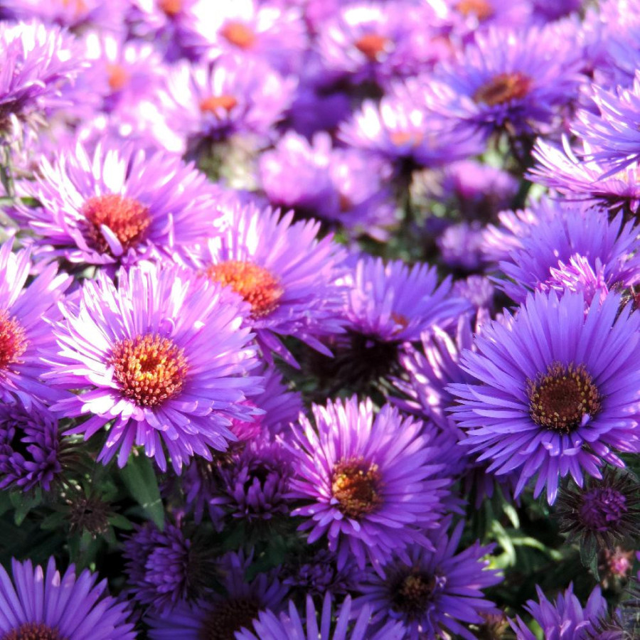 Plantes Vivaces ASTER na 'Purple Dome' - Aster d'automne en vente - Pépinière Lepage .