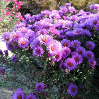 Plantes Vivaces ASTER na 'Purple Dome' - Aster d'automne en vente - Pépinière Lepage .