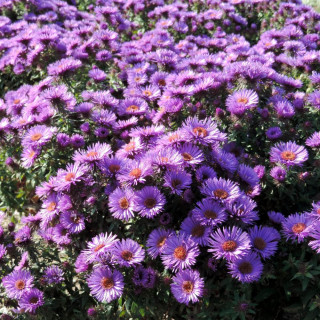 Plantes Vivaces ASTER na 'Purple Dome' - Aster d'automne en vente - Pépinière Lepage .