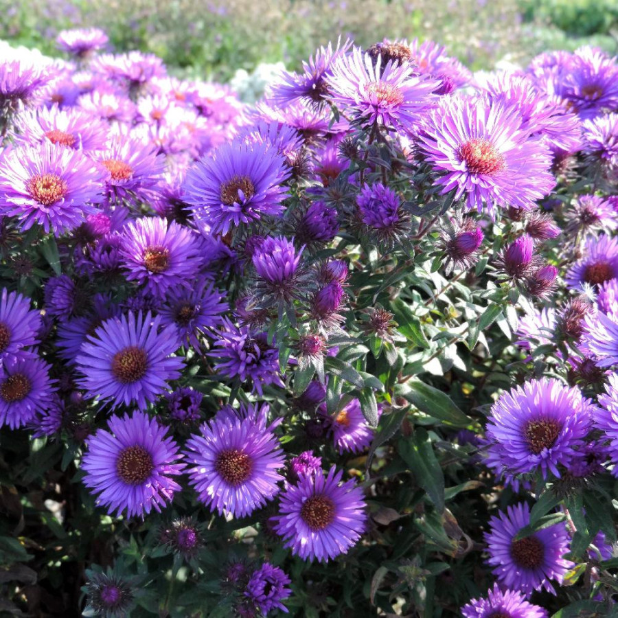Plantes Vivaces ASTER na 'Purple Dome' - Aster d'automne en vente - Pépinière Lepage .