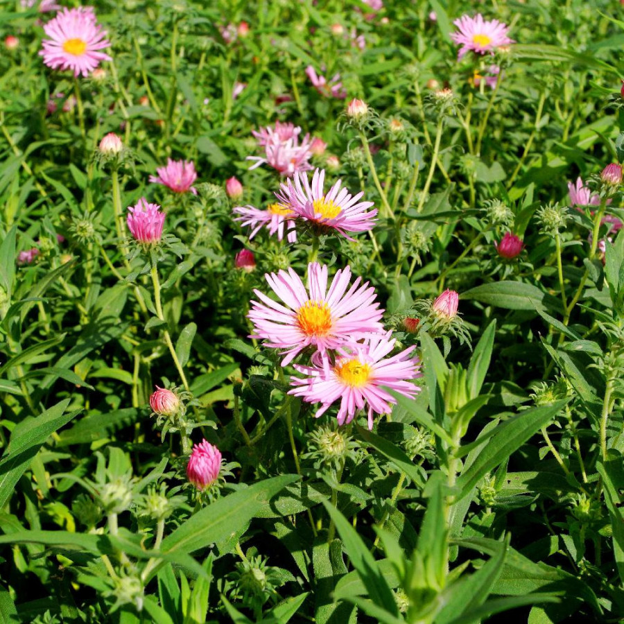 ASTER na 'Rosa Sieger'