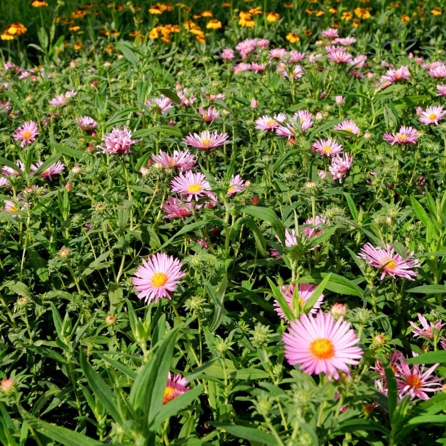 ASTER na 'Rosa Sieger'