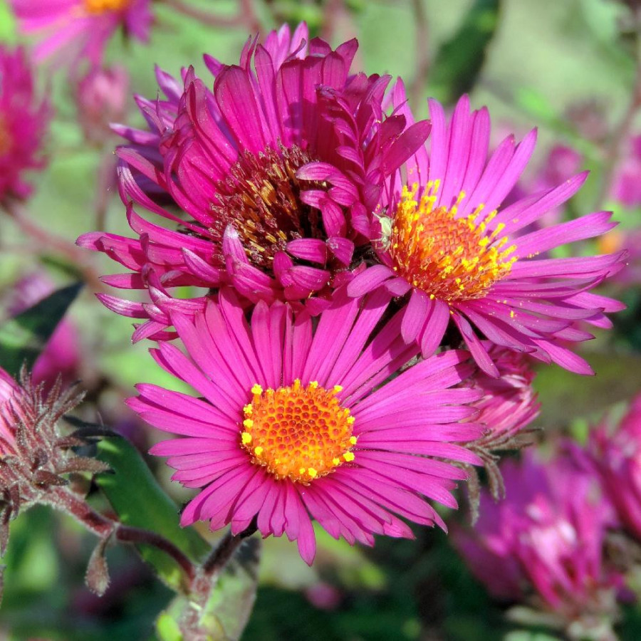 Plantes Vivaces ASTER na 'Septemberrubin' - Aster d'automne en vente - Aster de Nouvelle Angleterre en vente - Pépinière Lepage 