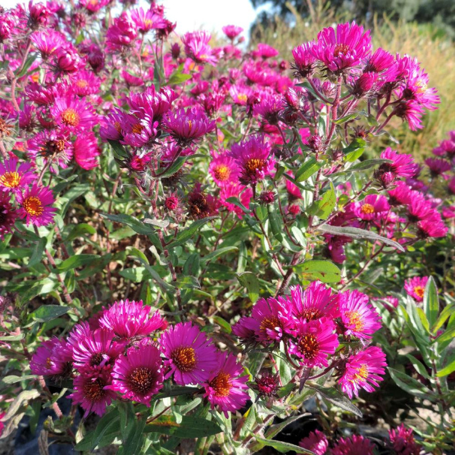 Plantes Vivaces ASTER na 'Septemberrubin' - Aster d'automne en vente - Aster de Nouvelle Angleterre en vente - Pépinière Lepage 
