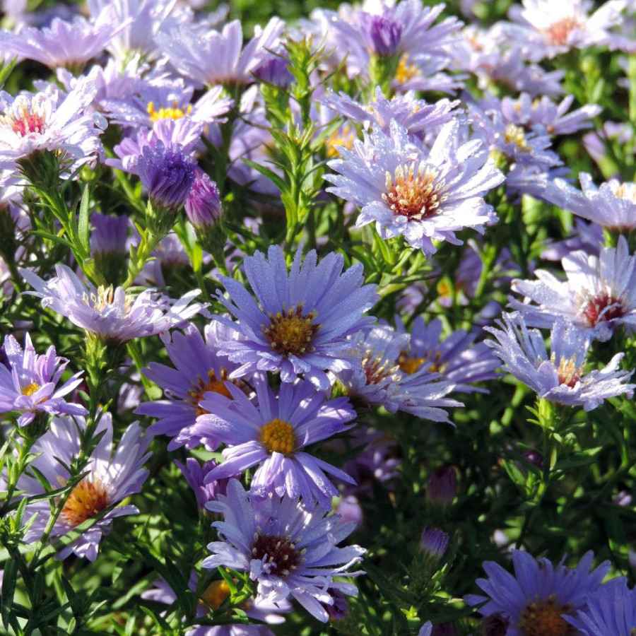 Plantes Vivaces ASTER nb 'Audrey' - Aster d'automne en vente - Aster de Nouvelle Belgique en vente - Pépinière Lepage .