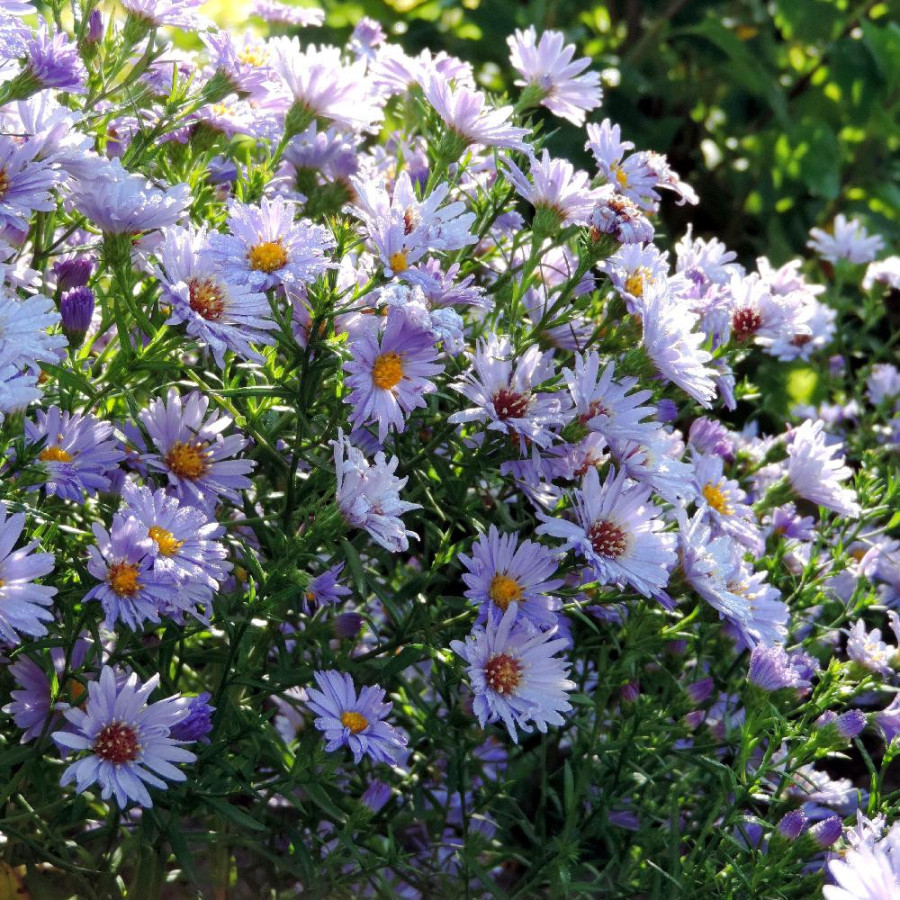 Plantes Vivaces ASTER nb 'Audrey' - Aster d'automne en vente - Aster de Nouvelle Belgique en vente - Pépinière Lepage .