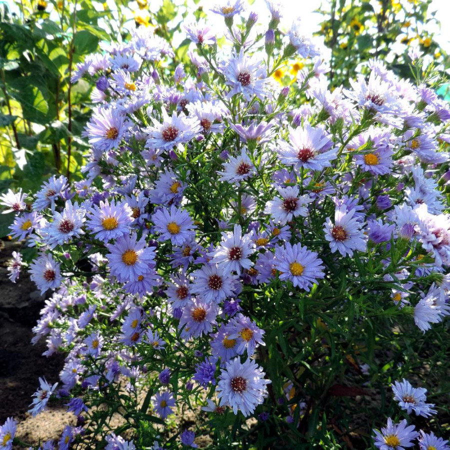 Plantes Vivaces ASTER nb 'Audrey' - Aster d'automne en vente - Aster de Nouvelle Belgique en vente - Pépinière Lepage .