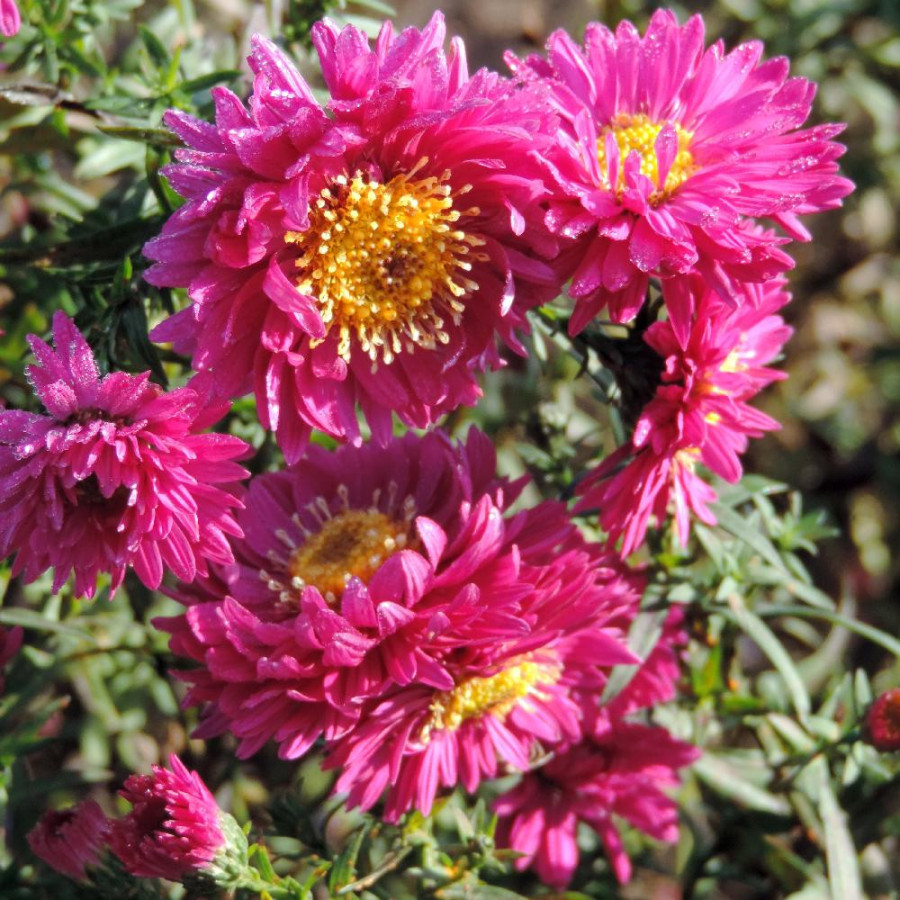 Plantes Vivaces ASTER nb 'Helen Ballard' - Aster d'automne en vente - Aster de Nouvelle Belgique en vente - Pépinière Lepage .
