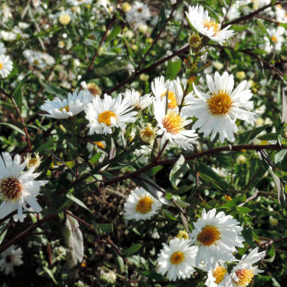 ASTER nb 'White Ladies'