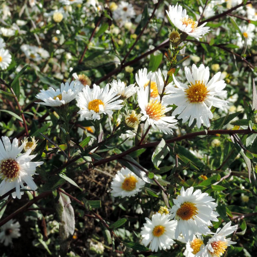 Plantes Vivaces ASTER nb 'White Ladies' - Aster d'automne en vente - Aster de Nouvelle Belgique en vente - Pépinière Lepage .