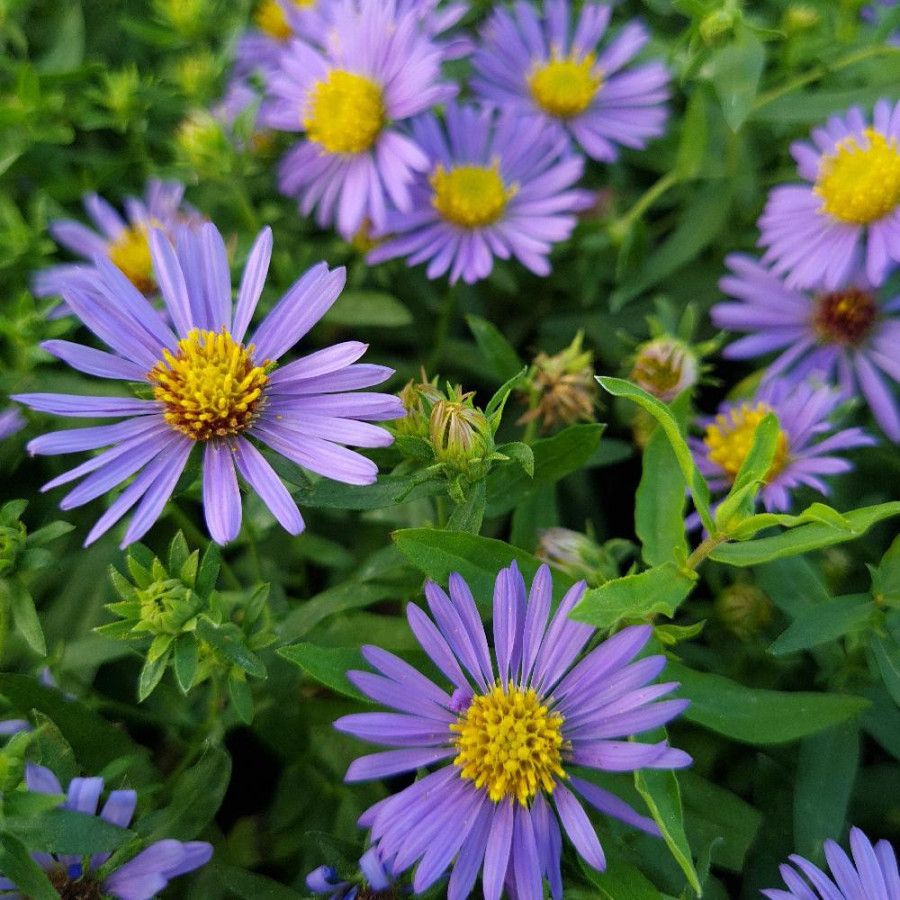 Plantes Vivaces ASTER oblongifolius 'October Skies' - Aster odorant en vente - Pépinière Lepage .