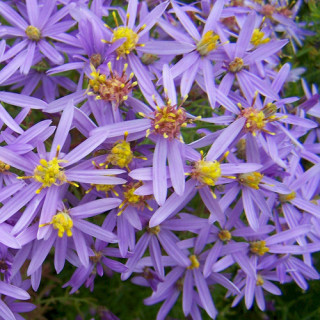 Plantes Vivaces ASTER sedifolius 'Nanus' - Aster d'été en vente - Pépinière Lepage .