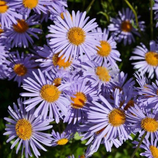 Plantes Vivaces ASTER tongolensis 'Napsbury' - Aster de printemps en vente - Pépinière Lepage .