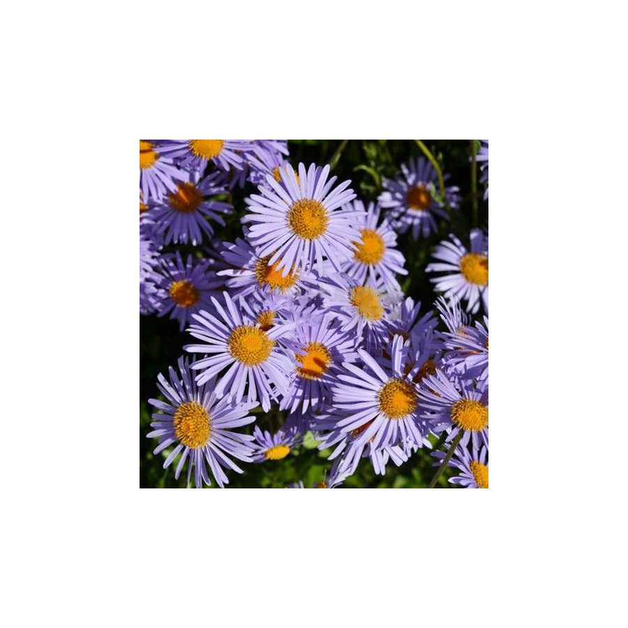 Plantes Vivaces ASTER tongolensis 'Napsbury' - Aster de printemps en vente - Pépinière Lepage .