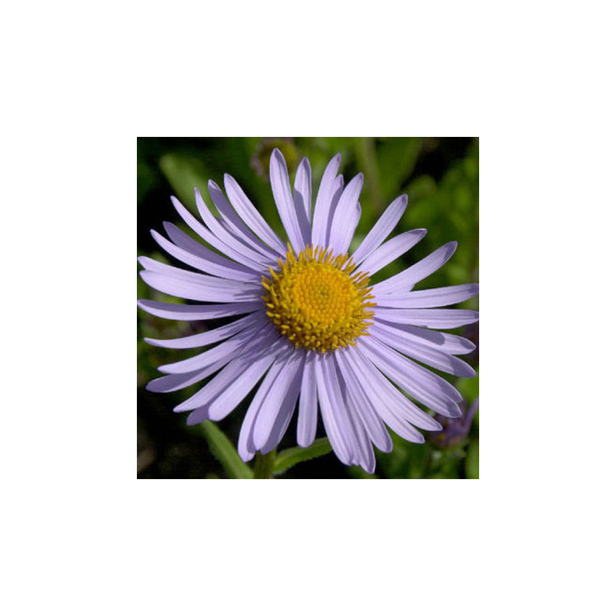 Plantes Vivaces ASTER tongolensis 'Wartburgstern' - Aster de printemps en vente - Pépinière Lepage .
