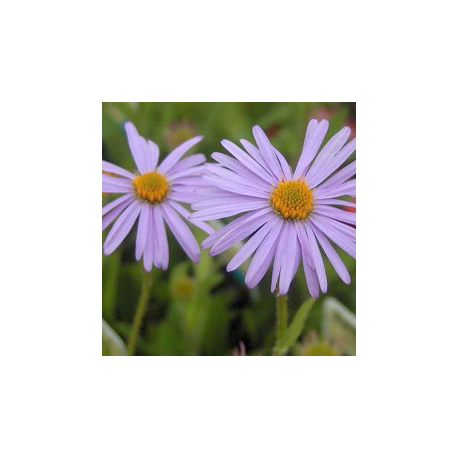 Plantes Vivaces ASTER tongolensis 'Wartburgstern' - Aster de printemps en vente - Pépinière Lepage .