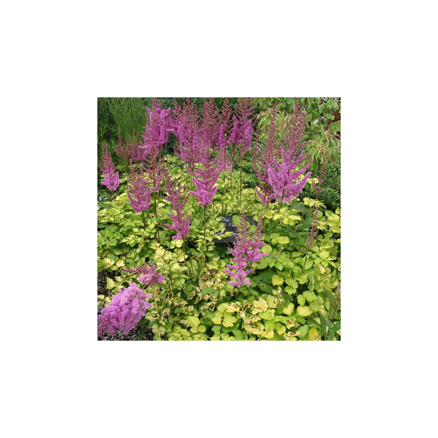 Plantes Vivaces ASTILBE 'Beauty of Lisse' - Astilbe en vente - Pépinière Lepage .