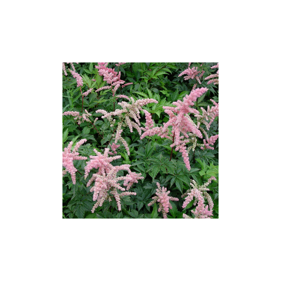 Plantes Vivaces ASTILBE 'Bressingham Beauty' (Arendsii Group) - Astilbe en vente - Pépinière Lepage .