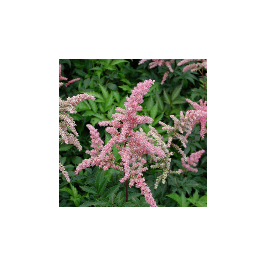 Plantes Vivaces ASTILBE 'Bressingham Beauty' (Arendsii Group) - Astilbe en vente - Pépinière Lepage .