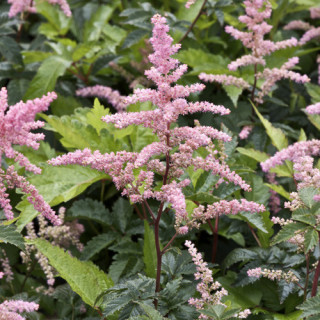 Plantes Vivaces ASTILBE 'Bressingham Beauty' (Arendsii Group) - Astilbe en vente - Pépinière Lepage .