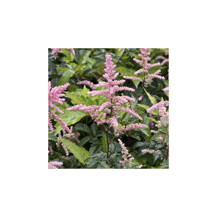 Plantes Vivaces ASTILBE 'Bressingham Beauty' (Arendsii Group) - Astilbe en vente - Pépinière Lepage .