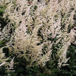 Plantes Vivaces ASTILBE 'Bumalda' (Arendsii Group) - Astilbe en vente - Pépinière Lepage .