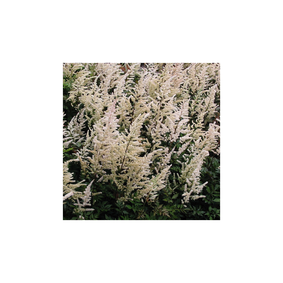 Plantes Vivaces ASTILBE 'Bumalda' (Arendsii Group) - Astilbe en vente - Pépinière Lepage .