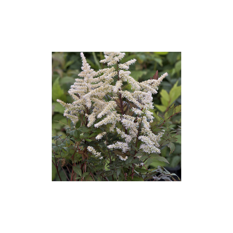 Plantes Vivaces ASTILBE 'Bumalda' (Arendsii Group) - Astilbe en vente - Pépinière Lepage .