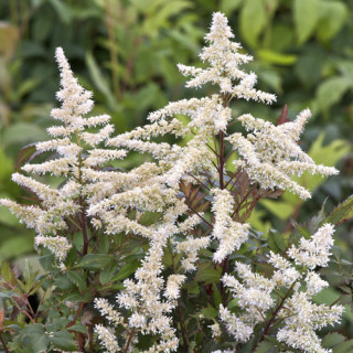 Plantes Vivaces ASTILBE 'Bumalda' (Arendsii Group) - Astilbe en vente - Pépinière Lepage .