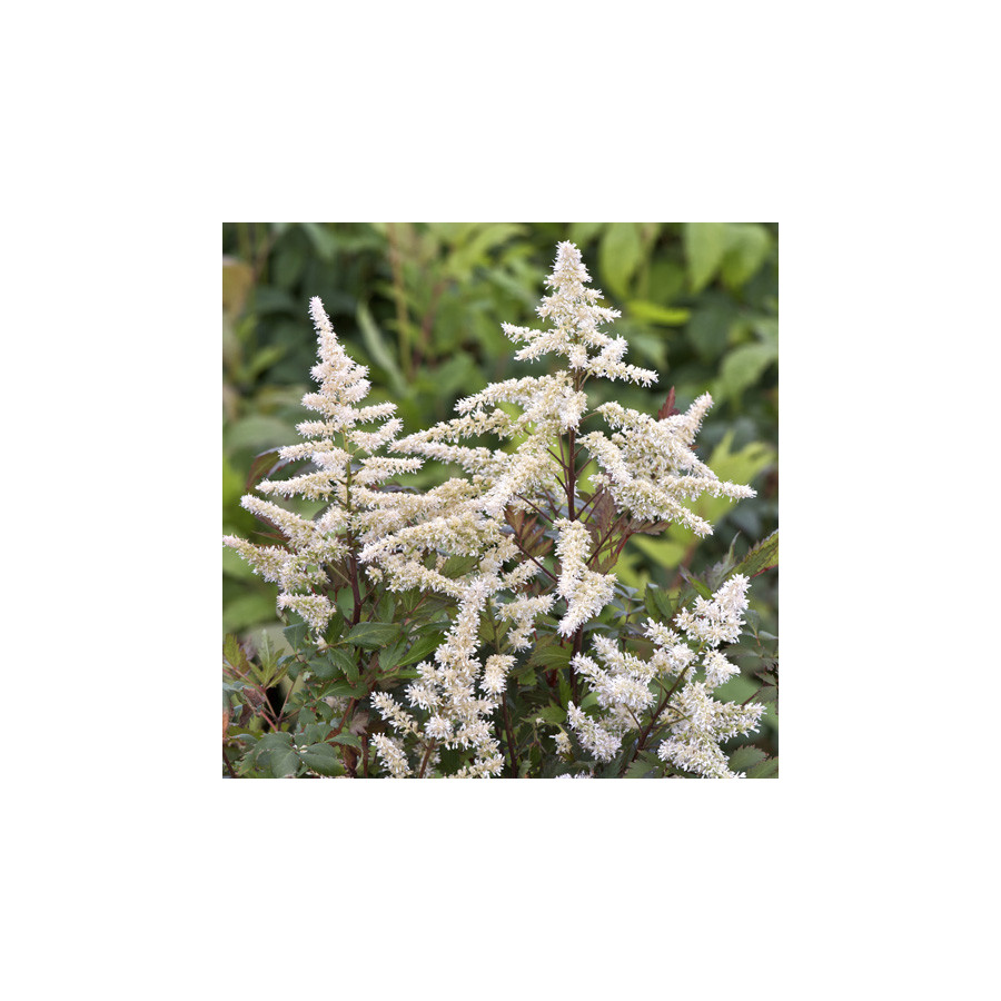 Plantes Vivaces ASTILBE 'Bumalda' (Arendsii Group) - Astilbe en vente - Pépinière Lepage .