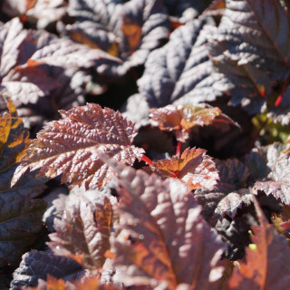 Plantes Vivaces ASTILBE 'Chocolate Shogun' ® - Astilbe en vente - Pépinière Lepage .