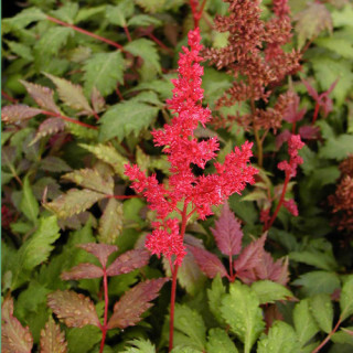 Plantes Vivaces ASTILBE 'Fanal' (Arendsii Group) - Astilbe en vente - Pépinière Lepage .