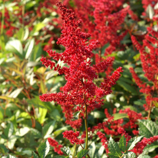 Plantes Vivaces ASTILBE 'Glut' (Arendsii Group) - Astilbe en vente - Pépinière Lepage .