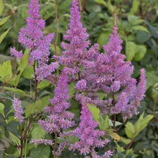 Plantes Vivaces ASTILBE 'Hyazinth' (Arendsii Group) - Astilbe en vente - Pépinière Lepage .