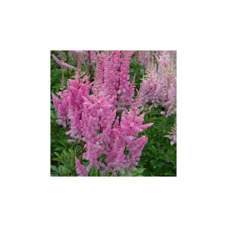 Plantes Vivaces ASTILBE 'Hyazinth' (Arendsii Group) - Astilbe en vente - Pépinière Lepage .