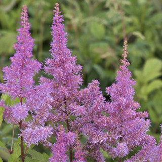 Plantes Vivaces ASTILBE 'Hyazinth' (Arendsii Group) - Astilbe en vente - Pépinière Lepage .