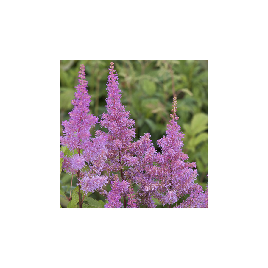 Plantes Vivaces ASTILBE 'Hyazinth' (Arendsii Group) - Astilbe en vente - Pépinière Lepage .