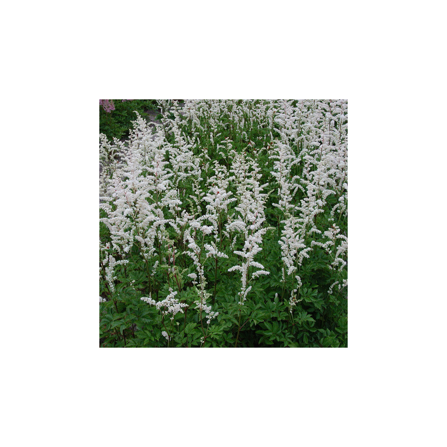 Plantes Vivaces ASTILBE 'Mont Blanc' (Arendsii Group) - Astilbe en vente - Pépinière Lepage .