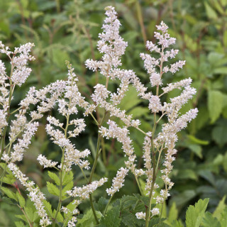 Plantes Vivaces ASTILBE 'Mont Blanc' (Arendsii Group) - Astilbe en vente - Pépinière Lepage .
