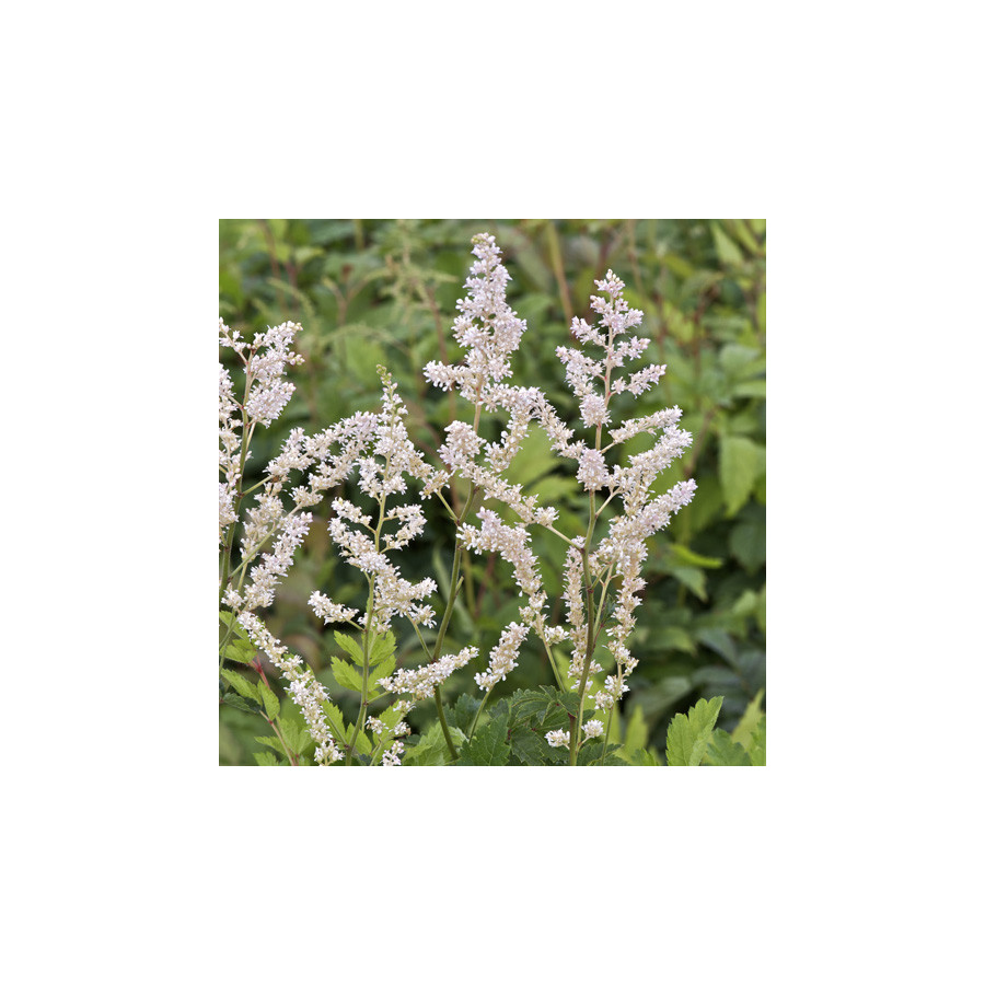 Plantes Vivaces ASTILBE 'Mont Blanc' (Arendsii Group) - Astilbe en vente - Pépinière Lepage .