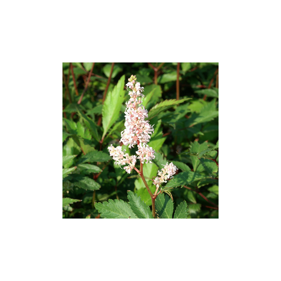 Plantes Vivaces ASTILBE 'Peach Blossom' (Japonica Group) - Astilbe du Japon en vente - Pépinière Lepage .