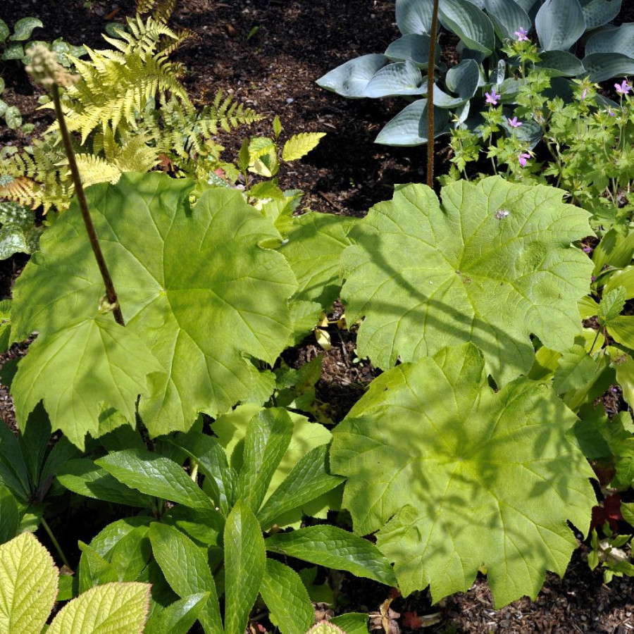 Plantes Vivaces ASTILBOIDES tabularis - Rodgersia tabularis en vente - Pépinière Lepage .