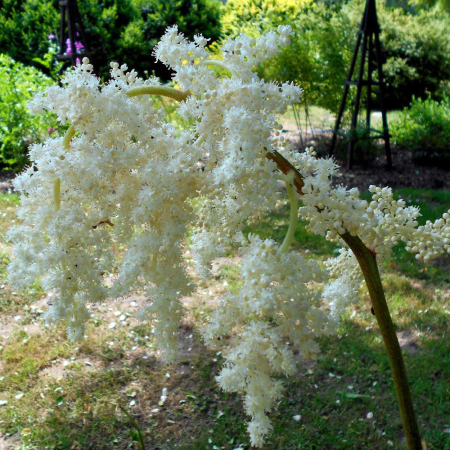 Plantes Vivaces ASTILBOIDES tabularis - Rodgersia tabularis en vente - Pépinière Lepage .
