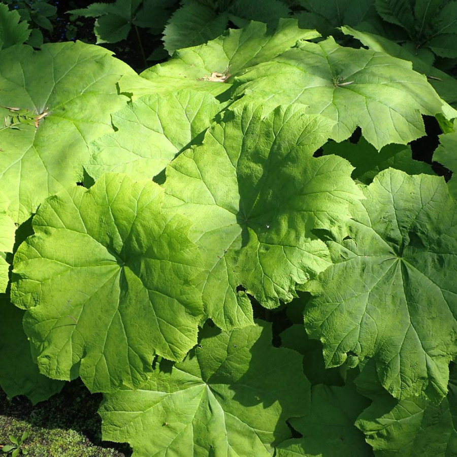 Plantes Vivaces ASTILBOIDES tabularis - Rodgersia tabularis en vente - Pépinière Lepage .