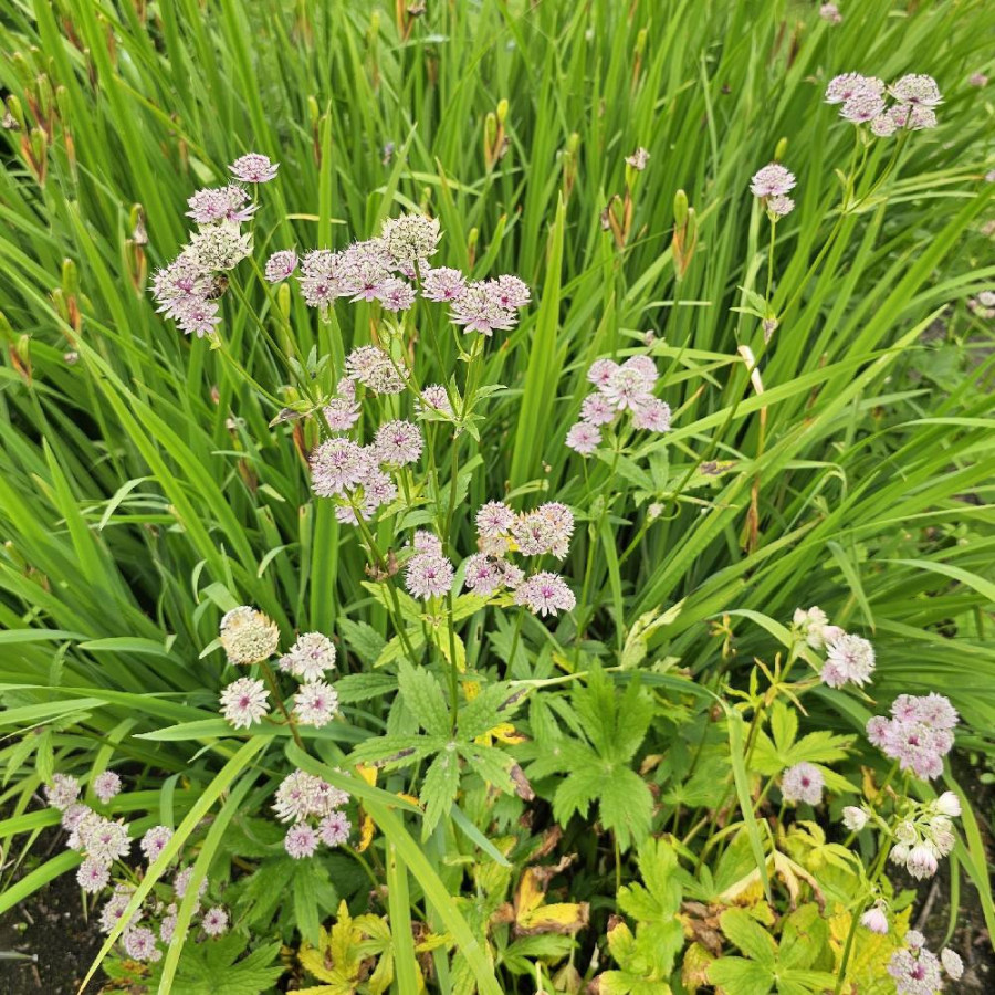 Plantes Vivaces ASTRANTIA major - Astrance en vente - Radiaire en vente - Pépinière Lepage .