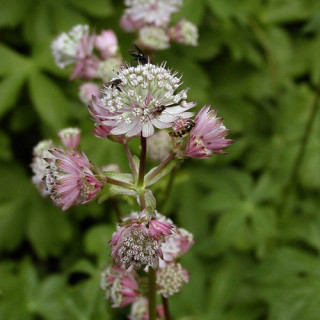 Plantes Vivaces ASTRANTIA major - Astrance en vente - Radiaire en vente - Pépinière Lepage .