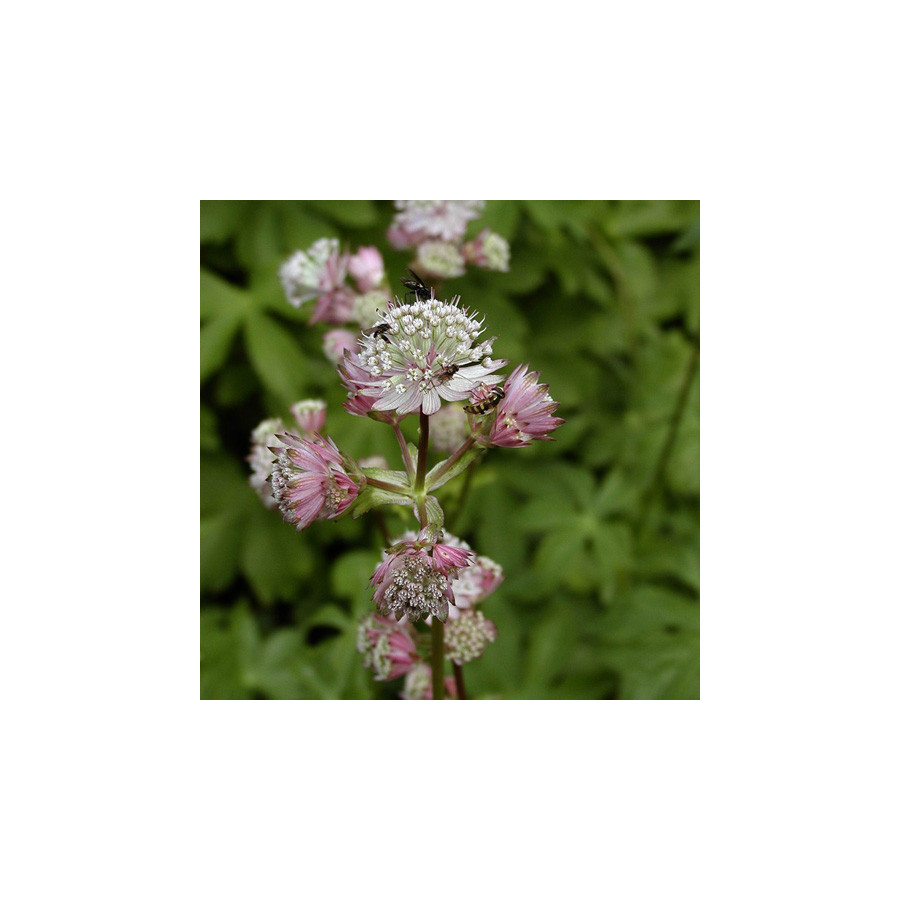 Plantes Vivaces ASTRANTIA major - Astrance en vente - Radiaire en vente - Pépinière Lepage .