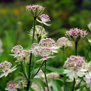 Plantes Vivaces ASTRANTIA major - Astrance en vente - Radiaire en vente - Pépinière Lepage .