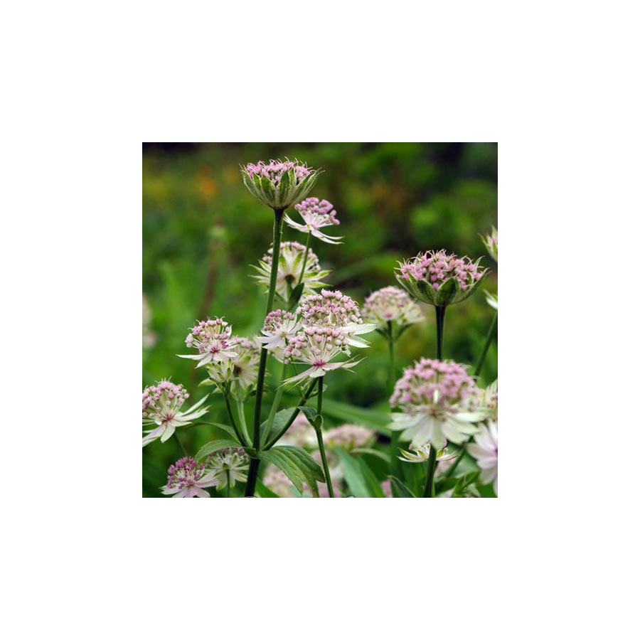 Plantes Vivaces ASTRANTIA major - Astrance en vente - Radiaire en vente - Pépinière Lepage .