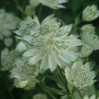 Plantes Vivaces ASTRANTIA major 'Alba' - Astrance en vente - Radiaire en vente - Pépinière Lepage .